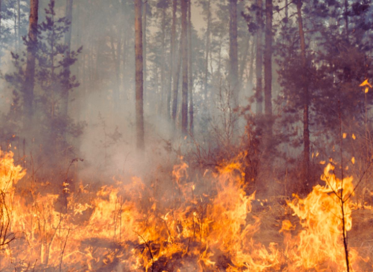 Incendios en Chile la importancia de la prevención